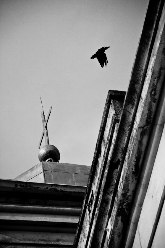 crow 2 bw